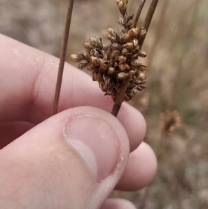 Juncus sp. at Acton, ACT - 17 Aug 2024 01:18 PM