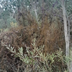 Cassytha pubescens (Devil's Twine) at Acton, ACT - 17 Aug 2024 by Venture