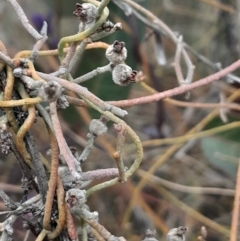 Cassytha pubescens at Acton, ACT - 17 Aug 2024