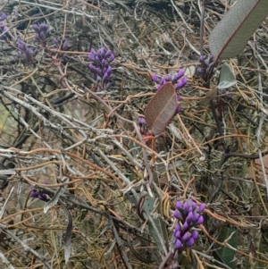 Hardenbergia violacea at Acton, ACT - 17 Aug 2024