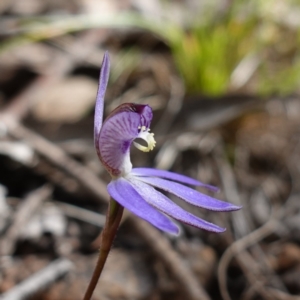 Cyanicula caerulea at Denman Prospect, ACT - suppressed