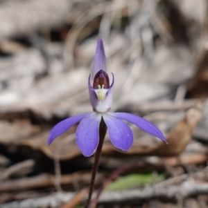 Cyanicula caerulea at Denman Prospect, ACT - suppressed