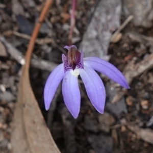 Cyanicula caerulea at Denman Prospect, ACT - 18 Aug 2024