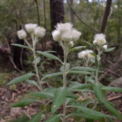 Coronidium elatum (White Everlasting Daisy) at Central Tilba, NSW - 17 Aug 2024 by Janie