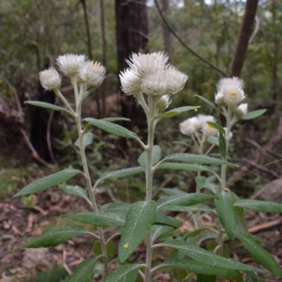 Coronidium elatum (White Everlasting Daisy) at Central Tilba, NSW - 17 Aug 2024 by Janie