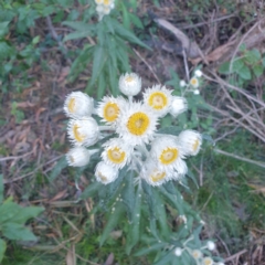 Coronidium elatum at Central Tilba, NSW - 17 Aug 2024 10:58 AM