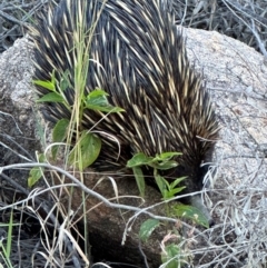 Tachyglossus aculeatus (Short-beaked Echidna) at Bowen, QLD - 18 Aug 2024 by lbradley