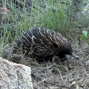 Tachyglossus aculeatus at Bowen, QLD - 18 Aug 2024 04:41 PM
