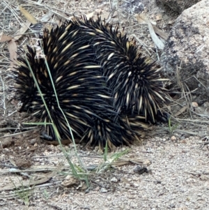 Tachyglossus aculeatus at Bowen, QLD - 18 Aug 2024 04:41 PM