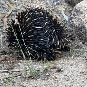 Tachyglossus aculeatus at Bowen, QLD - 18 Aug 2024