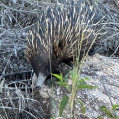 Tachyglossus aculeatus at Bowen, QLD - 18 Aug 2024 04:41 PM