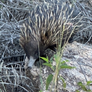 Tachyglossus aculeatus at Bowen, QLD - 18 Aug 2024