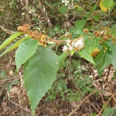 Androcalva rossii (Brush Kurrajong, Blackfellows' Hemp) at Tilba Tilba, NSW - 17 Aug 2024 by Janie