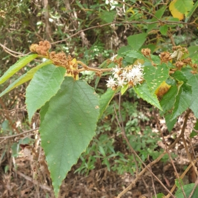 Androcalva rossii (Brush Kurrajong, Blackfellows' Hemp) at Tilba Tilba, NSW - 17 Aug 2024 by Janie