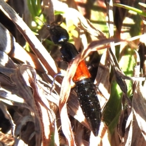 Staphylinidae (family) at Kambah, ACT - 15 Aug 2024