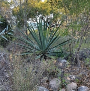 Agave americana at Bowen, QLD - 18 Aug 2024 05:05 PM