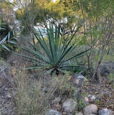 Agave sp. at Bowen, QLD - 18 Aug 2024 by lbradley