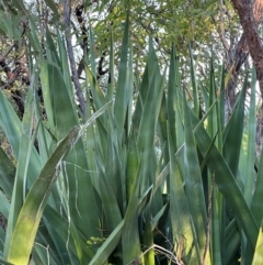 Agave americana at Bowen, QLD - 18 Aug 2024 05:05 PM