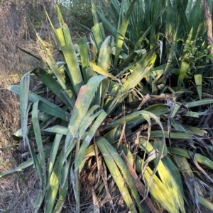 Agave americana at Bowen, QLD - 18 Aug 2024 05:05 PM