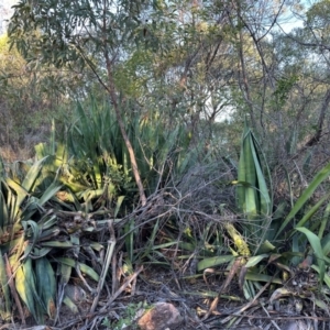 Agave americana at Bowen, QLD - 18 Aug 2024 05:05 PM