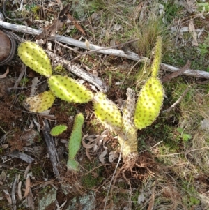 Opuntia elata at Hackett, ACT - 18 Aug 2024