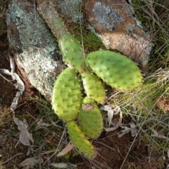 Opuntia elata at Hackett, ACT - 18 Aug 2024