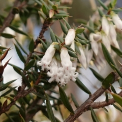 Leucopogon fletcheri subsp. brevisepalus (Twin Flower Beard-Heath) at Denman Prospect, ACT - 18 Aug 2024 by RobG1