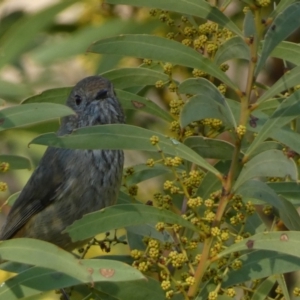 Acanthiza pusilla at Jerrabomberra, NSW - 18 Aug 2024