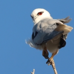 Elanus axillaris (Black-shouldered Kite) at Cervantes, WA - 10 Apr 2024 by jb2602