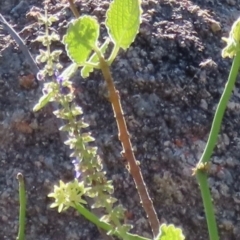 Plectranthus sp. at Bowen, QLD - 18 Aug 2024 by lbradley