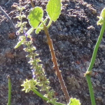 Unidentified Other Shrub at Bowen, QLD - 18 Aug 2024 by lbradley