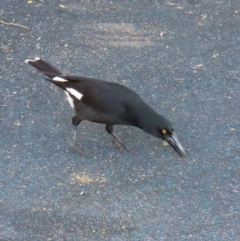 Strepera graculina (Pied Currawong) at Bowen, QLD - 18 Aug 2024 by lbradley