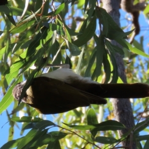 Entomyzon cyanotis at Bowen, QLD - 18 Aug 2024