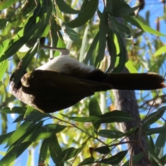 Entomyzon cyanotis at Bowen, QLD - 18 Aug 2024 03:36 PM