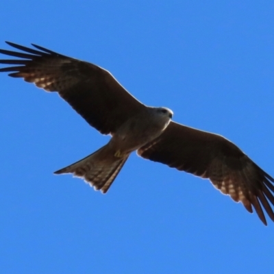 Milvus migrans (Black Kite) at Bowen, QLD - 18 Aug 2024 by lbradley