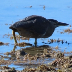 Butorides striata (Striated Heron) at Bowen, QLD - 18 Aug 2024 by lbradley