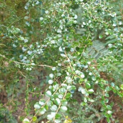 Pittosporum multiflorum (Orange Thorn) at Narooma, NSW - 17 Aug 2024 by Janie