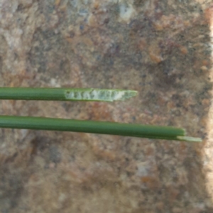 Juncus sp. at Central Tilba, NSW - 17 Aug 2024 10:41 AM