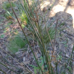 Juncus sp. at Central Tilba, NSW - 17 Aug 2024 10:41 AM