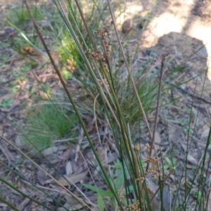 Juncus sp. at Central Tilba, NSW - 17 Aug 2024 10:41 AM
