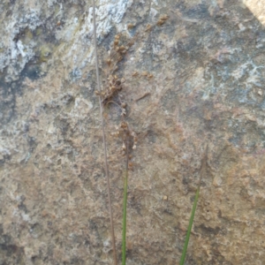 Juncus sp. at Central Tilba, NSW - 17 Aug 2024 10:41 AM