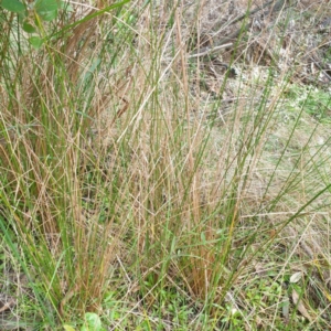 Juncus sp. at Central Tilba, NSW - 17 Aug 2024 10:41 AM