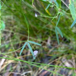 Glycine clandestina at Central Tilba, NSW - 17 Aug 2024