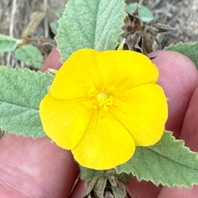 Sida cordifolia (Flannel Weed) at Bowen, QLD - 18 Aug 2024 by lbradley