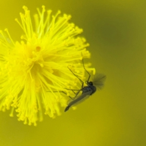 Chironomidae (family) at Casey, ACT - 18 Aug 2024