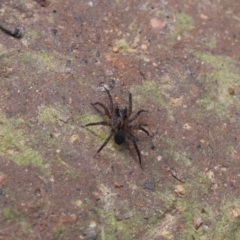 Unidentified Spider (Araneae) at Central Tilba, NSW - 4 Aug 2024 by Janie