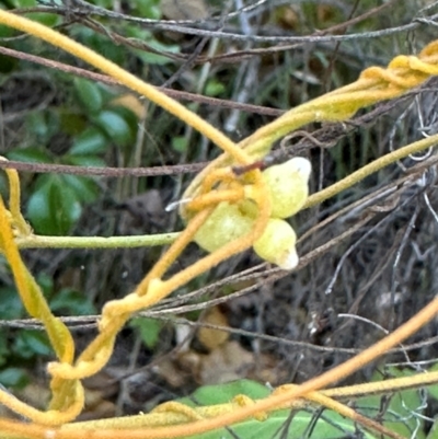 Cassytha filiformis (Laurel Dodder) at Bowen, QLD - 18 Aug 2024 by lbradley