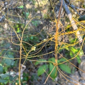 Cassytha filiformis at Bowen, QLD - 18 Aug 2024 04:35 PM