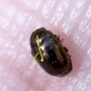 Ditropidus sp. (genus) at Casey, ACT - 18 Aug 2024 10:04 AM