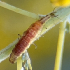 Hemerobiidae sp. (family) (Unidentified brown lacewing) at Casey, ACT - 18 Aug 2024 by Hejor1